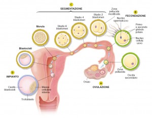 08 Edises Biologia Fecondazione